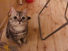 -纳吉亚猫专科动物医院博雅分院