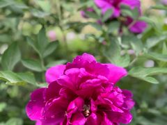 -张掖大佛寺景区