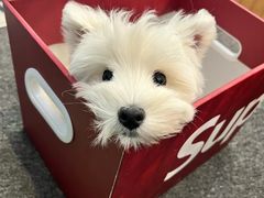 -萌宠之家·腊肠犬·马尔泰·小体犬舍