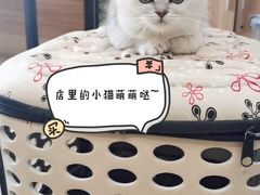 -1013 PET SHOP精品宠物商店(丁香店)