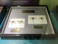 -上海昆虫博物馆
