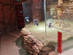 -正佳雨林生态植物园