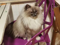 -Cappucimeow猫咪咖啡馆(韦伯时代店)