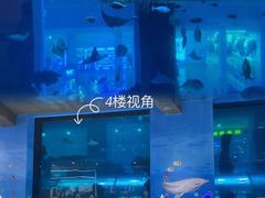 -乐从天佑城海洋馆