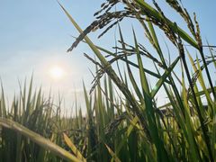 -光明小镇欢乐田园