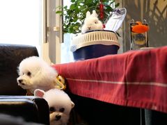 -百好乐宠物友好餐厅(朝外大街店)