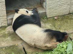 -黔灵山公园