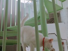-有猫主题·治愈系猫咖(曾厝垵店)