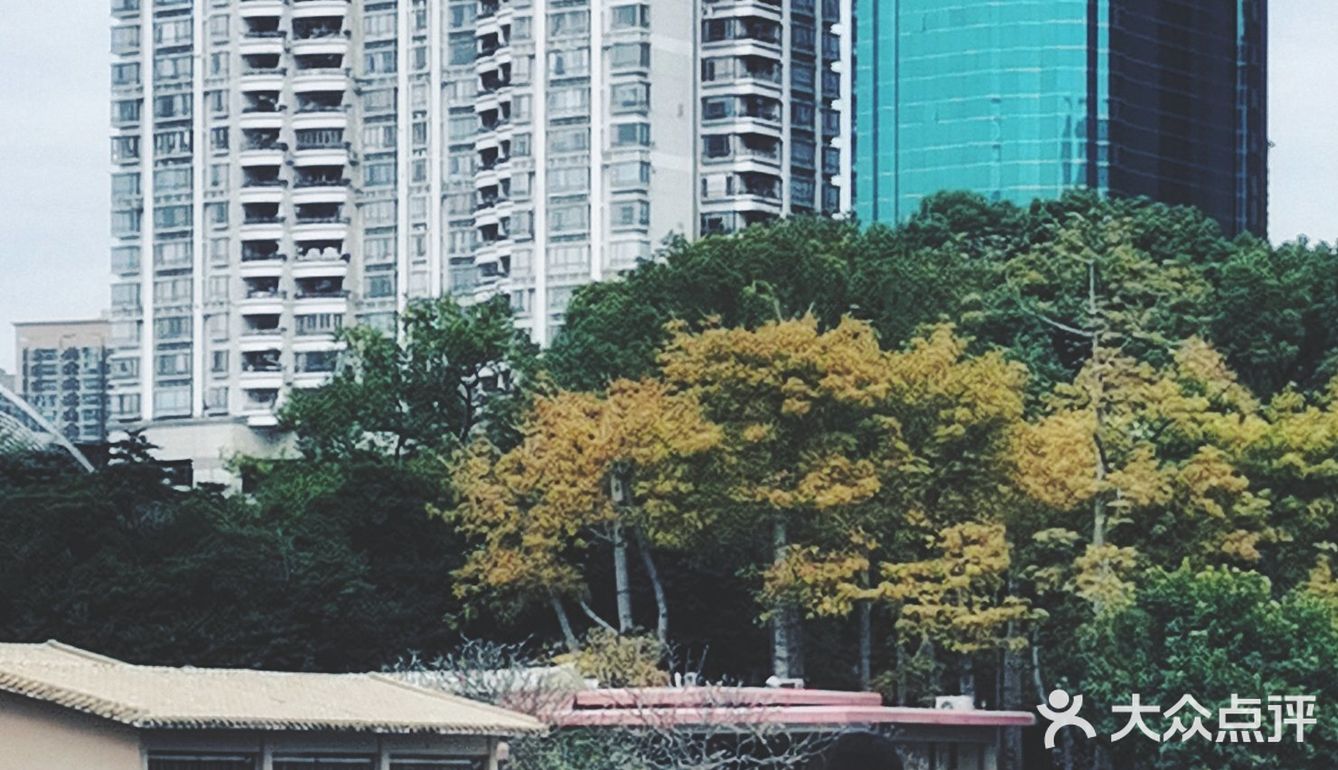深圳游玩｜来荔枝公园打卡深圳超美水天辉映的建筑风光