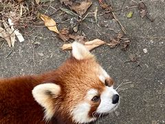 -合肥野生动物园