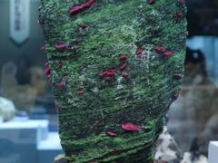 -湖南省地质博物馆