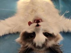 -动物缘宠物医院·骨科·猫科(西二环店)