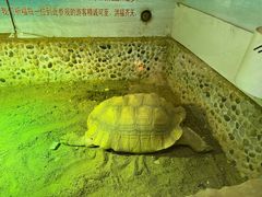 -上海大自然野生昆虫馆(东方明珠·爬宠昆虫探索中心)