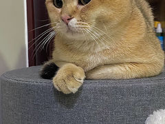 -lincat·猫舍(广州店)