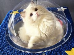 -momokira米努特·德文卷毛猫·棉花面纱犬