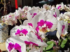 -溪岸路花鸟市场