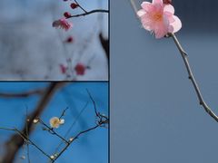 -秋霞圃