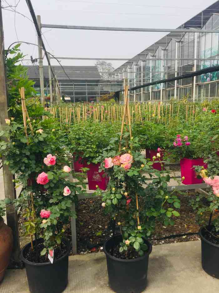 虹越·园艺家(无锡农博园店)-"国庆期间,老公想带孩子出去玩,看到无锡