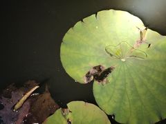-艾溪湖湿地公园