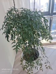 -HEYAN荷妍专业脱毛连锁机构