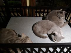 -more than meow吴止猫主题餐厅(承德 中船汇店)