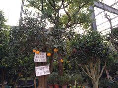 -金科花卉市场