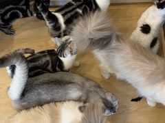 -有喵·猫咖·狗咖·30几只猫10只小狗(岗厦店)