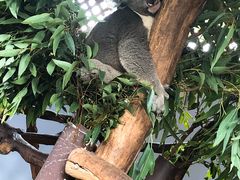 -费瑟代尔野生动物园