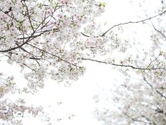 -天适樱花悠乐园