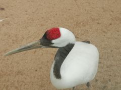-盐城丹顶鹤湿地生态旅游区