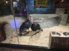 -zoonana室内动物园(东方福来德店)