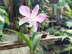 -The Flowers Coffee(南山店)