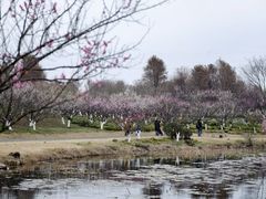 -上海海湾国家森林公园