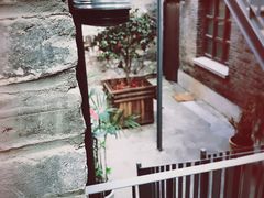 -两棵枇杷树