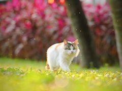 -野狸岛