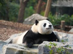 -成都大熊猫繁育研究基地