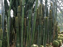 -深圳仙湖植物园