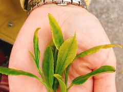 -雪绿茶博物馆