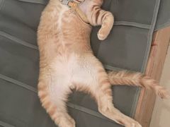 -东莞宠友24H宠物中心医院·转诊夜诊·异宠(新河北路院)