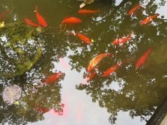 -上海醉白池公园