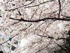 -玛格萝妮比萨屋(四平店)