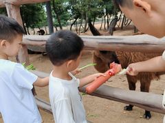 -西霞口神雕山野生动物世界