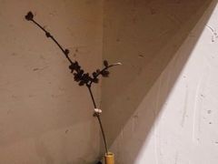 -柴务处·柴犬主题狗咖