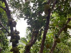 -中国科学院西双版纳热带植物园