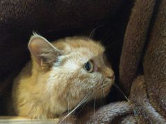 -宠爱国际动物医院·消化内科·心肾内科·ISFM猫友好(望京店)
