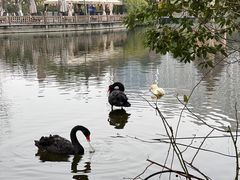 -成都南湖公园