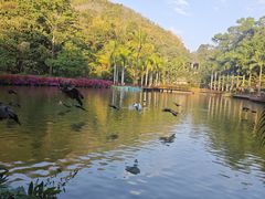 -西双版纳原始森林公园