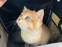 -喵zoo家庭繁育猫舍(尖东智能花园店)
