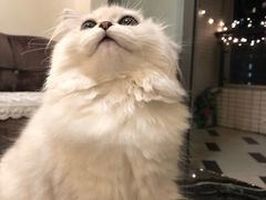 -袖虎·猫馆(体育西路店)