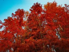 -上海海湾国家森林公园
